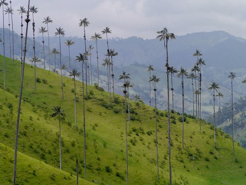 hohe Palmen in Berglandschaft