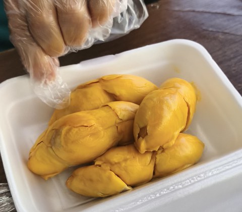 geschälte Durian in einer Plastikschale, eine behandschuhte Hand greift danach
