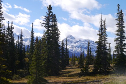 Landschaft mit kanadischen Kiefern und Rocky Mountains