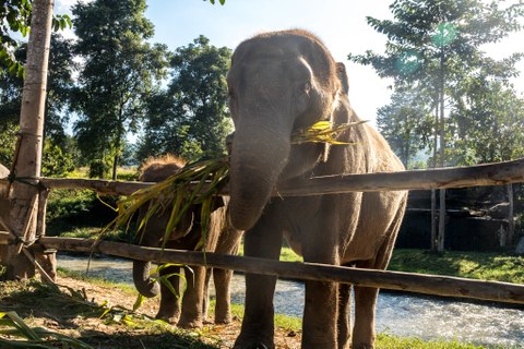 asiatischer Elefant frisst Pflanzen im Elephant Nature Park
