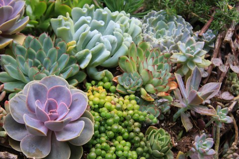 various succulents