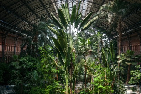 Eine Bahnhofshalle, komplett ausgefüllt mit gigantischen tropischen Bäumen und Sträuchern. Sie scheinen fast die Decke der Halle zu erreichen