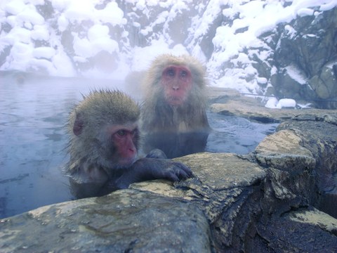 two monkeys sitting in a hot spring