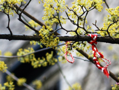 red-and-white bands bound to a blooming bough