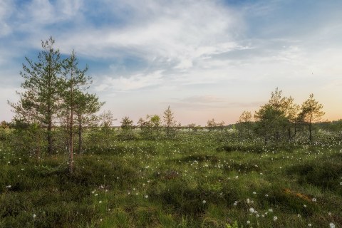 Wald in Estland