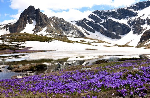 field of crocus in front of a mountain range