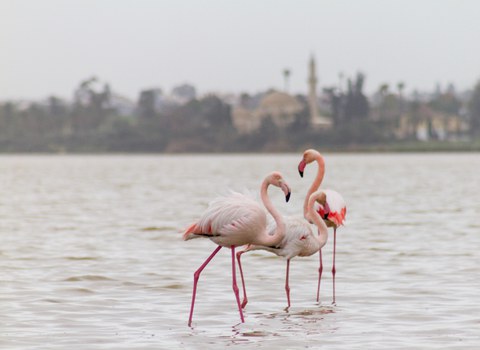 rosa Flamingos im Wasser