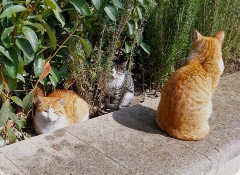 Drei Katzen entspannen sich in der Sonne