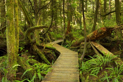 Holzweg durch den gemäßigten Regenwald