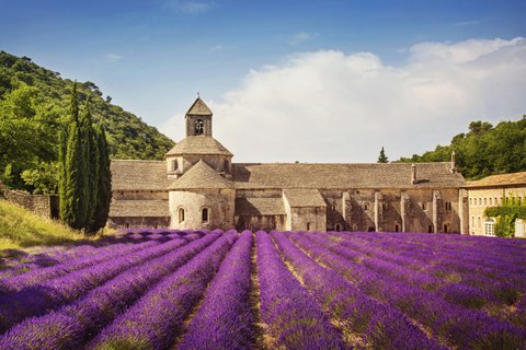 Bright purple lavender fields in front of a historic building