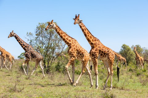 Giraffen in einer Graslandschaft