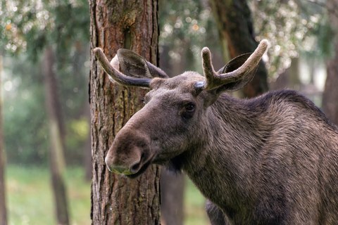 Elch in der Natur