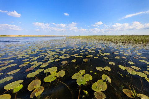 Mit Seerosen bewachsenes Wasser