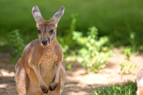 Känguru in der Natur