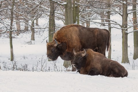 Bisons im Schnee