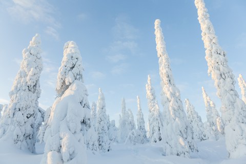 Schneebedeckte Bäume