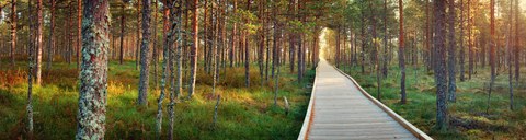 Holzweg durch Wald