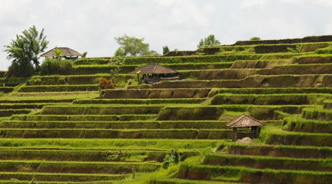Reisfelder in Indonesien