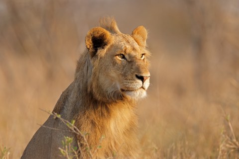 Löwe in der Natur