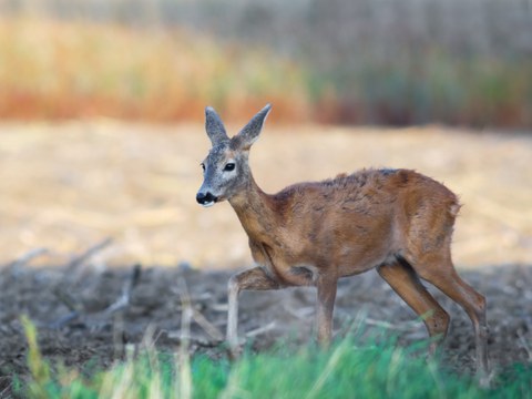 Fauna (Reh) in Estland