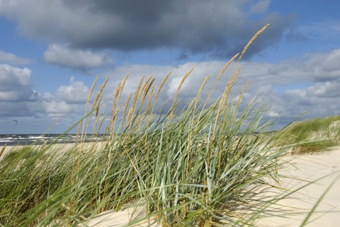 Grünpflanzen am Strand