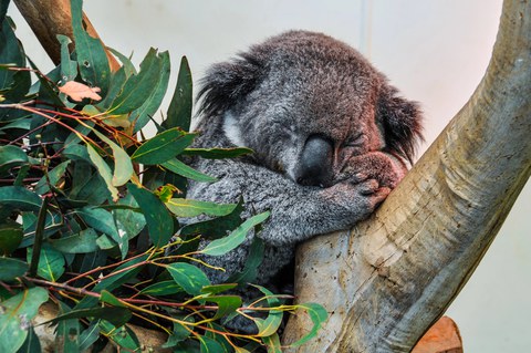 Koala       