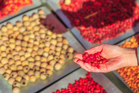 rote Früchte
