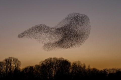 Vogelschwarm