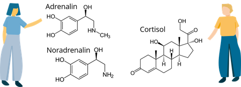 Two stylized persons on the right and left at the edge of the picture, in between the chemical formulas for adrenaline, noradrenaline and cortisol.