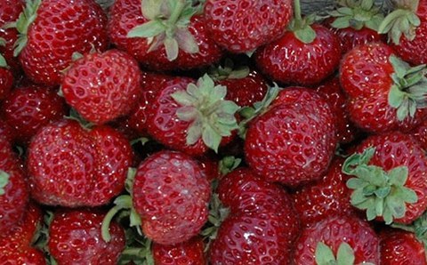 Erdbeere