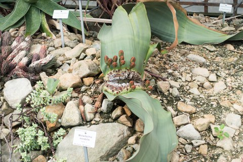 Botanischer Garten
