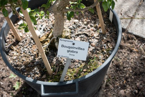 Botanischer Garten