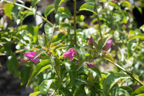 Botanischer Garten