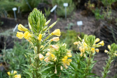 Botanischer Garten