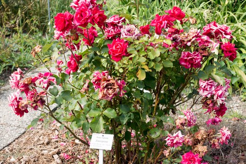 Botanischer Garten