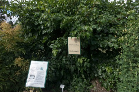Botanischer Garten