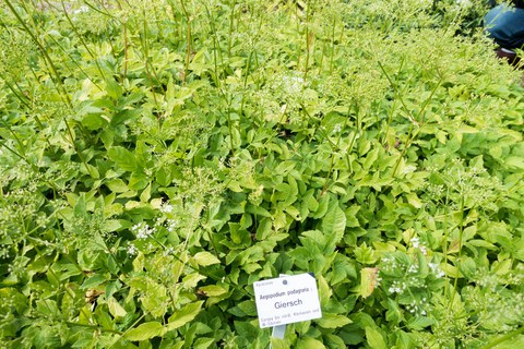 Botanischer Garten