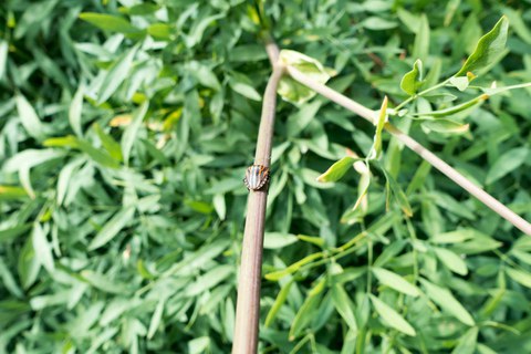 Botanischer Garten