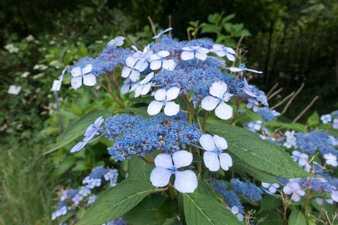 Botanischer Garten