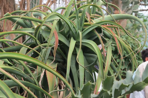 Botanischer Garten
