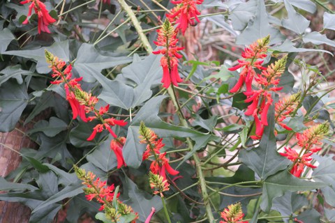 Botanischer Garten