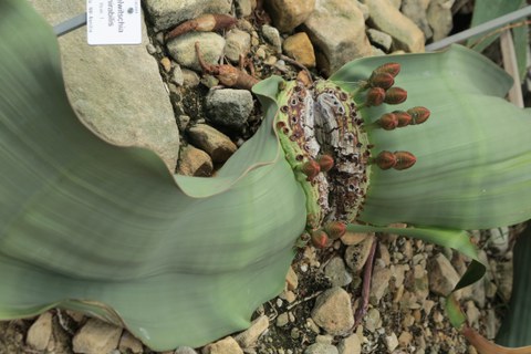 Botanischer Garten