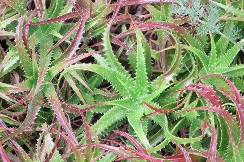 Botanischer Garten