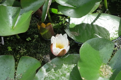 Botanischer Garten