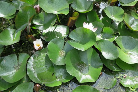 Botanischer Garten