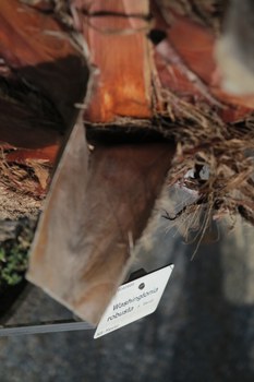 Botanischer Garten
