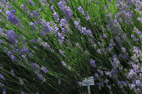 Botanischer Garten