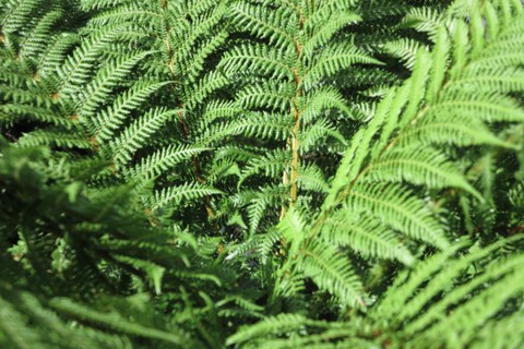 Botanischer Garten