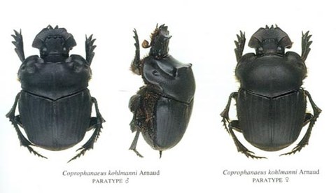 Das Foto zeigt verschiedene Ansichten eines Käfers.