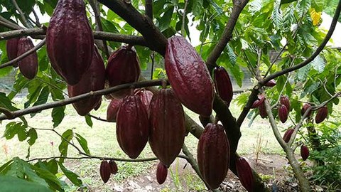 The photo shows cacao pods hanging from a tree.